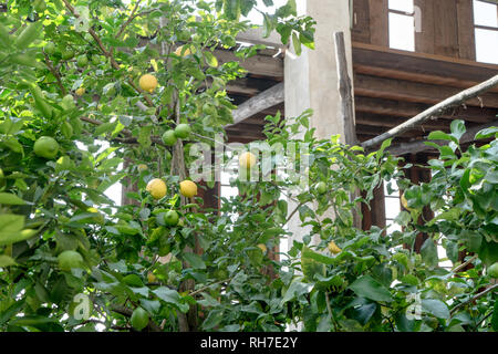 Lemon tree in a lemon greenhouse in Italy Stock Photo