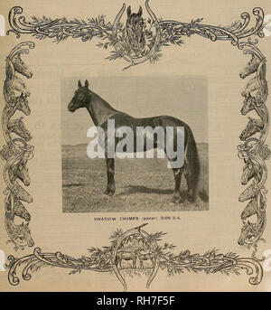 . Breeder and sportsman. Horses. VOL. XL No. 6. 36 GEARY STREET. SAN FRANCISCO, SATURDAY, FEBRUARY 8, 1902. SUBSCRIPTION THREE DOLLARS A YEAR. Please note that these images are extracted from scanned page images that may have been digitally enhanced for readability - coloration and appearance of these illustrations may not perfectly resemble the original work.. San Francisco, Calif. : [s. n. ] Stock Photo