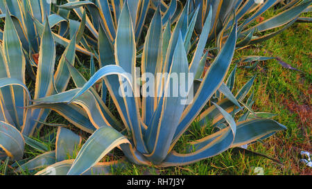 Cactus Agave americana striata on embankment near Alora, Andalucia Stock Photo