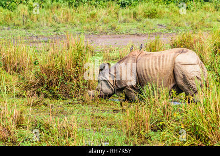 Juvenile greater one-horned rhino (Rhinoceros unicornis) in Chitwan national park, Nepal. One-horned rhino (Rhinoceros unicornis) also found in Kazira Stock Photo