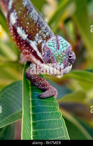 Panther chameleon (male) - Furcifer pardalis Stock Photo