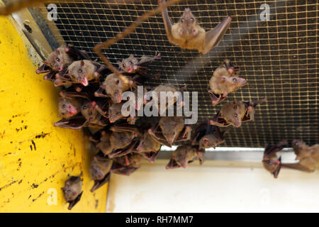 Bats at Paradise Wildlife Park, Hertfordshire, England, Britain Stock Photo