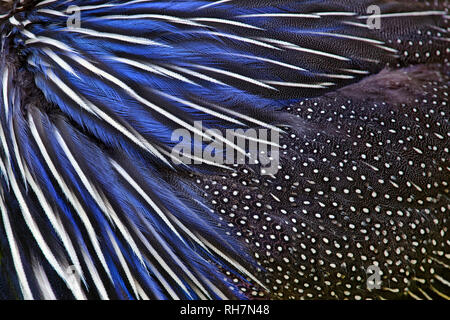 Vulturine guineafowl feathers - Acryllium vulturinum Stock Photo