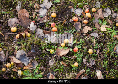 Little crab apples fallen from tree on grassy verge Stock Photo
