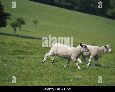 Two young lambs run across a field together to rejoin the rest of the flock. Stock Photo