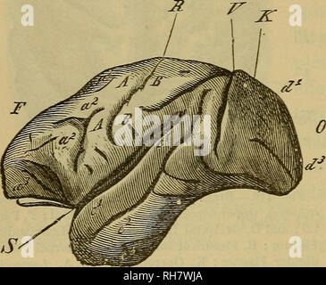 Outer surface of the cerebellum Stock Photo - Alamy