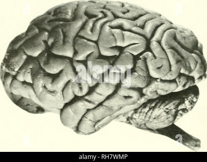 . The brain from ape to man; a contribution to the study of the evolution and development of the human brain. Brain; Evolution; Pongidae. 650 THE HIGHER ANTHROPOIDS which these structures appear attenuated as compared with those of ungu- lates and carnivores. By retracting the olfactory bulb and tract, the gyrus rectus is brousht to view as well as the medial olfactorv fissure.. FIG. 294A. LEFT HEMISPHERE OF BRAIN. GORILLA. [Actual Length 123 mm/ A second important character of the basal surface is the relation of the optic nerves and tracts to the chiasm. Their angulation,as is the casethroug Stock Photo