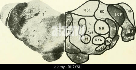 . The brain from ape to man; a contribution to the study of the evolution and development of the human brain. Brain; Evolution; Pongidae. 50 , THE LOWER PRIMATES ventricle, is the trianiiular nucleus of Schwalhe (NSc), and lateral to this a large-celled nucleus known as Deiters' nucleus (ND). Together they constitute the vestibular area. Dispersed among the cells of Deiters' nucleus. FIG. 26. LEMUR MONGOZ. LEVEL OF THE VESTIBULAR COMPLEX. CTT, Central Tegmental Tract; dt, Deiterso-spinal Tract; gow. Ventral Spinocerebellar Tract; icp, Inferior Cerebellar Peduncle; mf, Mesial Fillet; nd, Nucleu Stock Photo