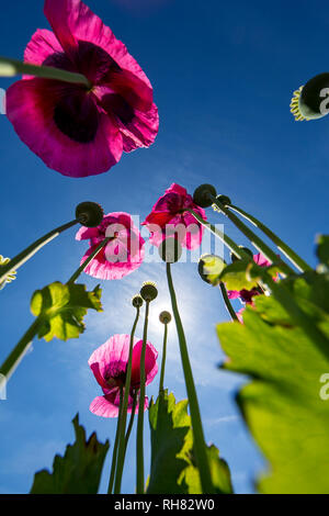 Opium poppies Papaver somniferum imaged against sun and blue sky. Stock Photo