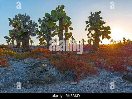 A Galapagos land iguana (Conolophus subcristatus) in between the red sesuvium shrub plants and opuntia cactus at sunset, South Plaza Island, Ecuador. Stock Photo