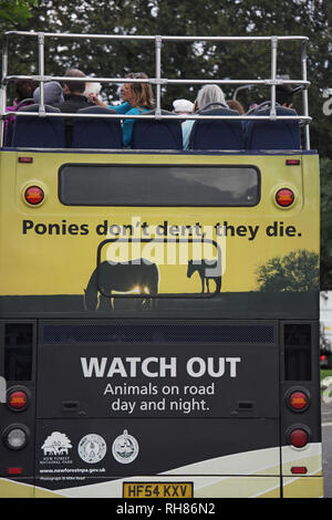 Photograph or New Forest ponies by Mike Read on the back of Red Route Tour Bus Ringwood Hampshire England UK Stock Photo