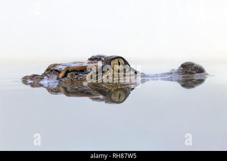 Young Siamese crocodile - Crocodylus siamensis Stock Photo
