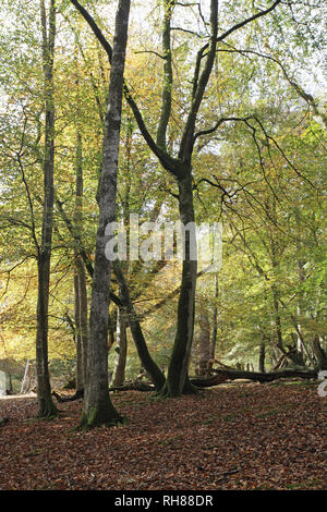 Beech woodland Mark Ash Wood New Forest National Park Hampshire England UK Stock Photo