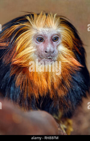 Golden-headed lion tamarin - Leontopithecus chrysomelas Stock Photo