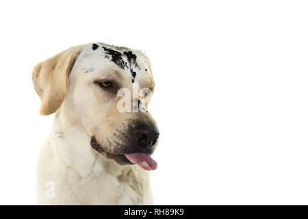 FUNNY MUDDY DIRTY DOG FACE. LABRADOR RETRIEVER PUPPY MAKING A FART WHILE IS PUNISHED. ISOLATED AGAINST WHITE BACKGROUND. Stock Photo