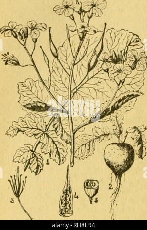. Botánica descriptiva. Compendio de la flora española. Estudio de las plantas que viven espontáneamente en España y de las más frecuentemente cultivadas que tienen aplicaciones en medicina, agricultura, industria y horticultura. Plants. 356 CRUCÍFKRAS raíz rosada o blanca; var. níger, raíz casi negra y muy acre. Fl. mayo-junio. ��á�����Դǲ�. Asia; cultivada por sus raíces, usadas como aperitivo. 4.738. R. Raphanistrum L. (Fig. 497. 4) —0- Tallo erguido, ramoso, de 3-6'; hojas inferiores regularmente liradas, con los segmentos distantes; flo- res blancas, liláceas o amarillas; silicuas moniliformes Stock Photo