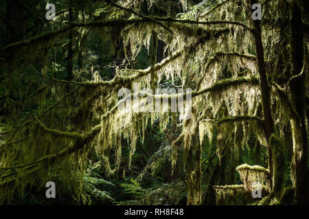 moss-grown branches of a tree in Olympic National Park. Stock Photo