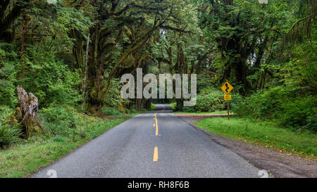Idyllic Road leading to Hoh Rain Forest in Olympic National Park. Stock Photo