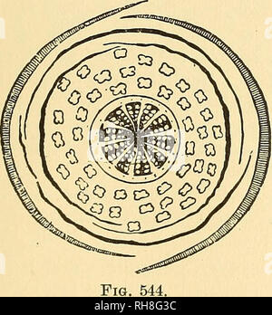 . Botany for high schools and colleges. Botany. Fig. 543. Fig. 542.—Vertical section of flower. Magnified, Fig. 543.—Pistil and stamen. Magnified.. Please note that these images are extracted from scanned page images that may have been digitally enhanced for readability - coloration and appearance of these illustrations may not perfectly resemble the original work.. Bessey, Charles Edwin, 1845- [from old catalog]. New York, H. Holt and company Stock Photo