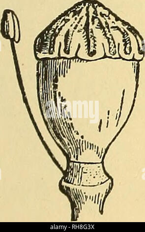 . Botany for high schools and colleges. Botany. Fig. 542.. Please note that these images are extracted from scanned page images that may have been digitally enhanced for readability - coloration and appearance of these illustrations may not perfectly resemble the original work.. Bessey, Charles Edwin, 1845- [from old catalog]. New York, H. Holt and company Stock Photo