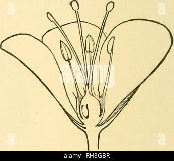 . Botany for high schools and colleges. Botany. Fig 509.. Please note that these images are extracted from scanned page images that may have been digitally enhanced for readability - coloration and appearance of these illustrations may not perfectly resemble the original work.. Bessey, Charles Edwin, 1845- [from old catalog]. New York, H. Holt and company Stock Photo
