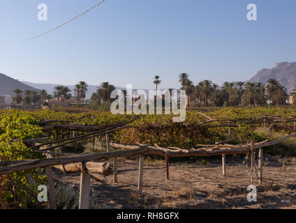 Grape farm, Najran Province, Najran, Saudi Arabia Stock Photo