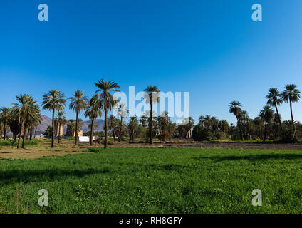 Local farm with palm trees, Najran Province, Najran, Saudi Arabia Stock Photo