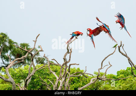 4 shots of a single red-and-green macaw in flight at Buraco das Araras in southern Brazil. The Pictures are stiched together in Photoshop. Stock Photo