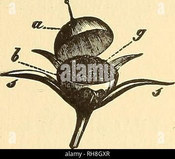 . Botany for high schools and colleges. Botany. Fig. 434.. Fig. 433. Fig. 435. Fig. 433.—Section of youna; flower-bud. I, calyx ; c, corolla ; a, stamens ; K, pis- til ; S, placenta. B, gyncecium further advanced. G, gynoecium ready for fertiliza tion. D, young fruit. (After Sachs.) Fig. 43i.—Ripe fruit. Magn fled. Fig. 435.—Dehiscent fruit. Magnified, g^ seeds. Otherwise its ao^reement is so marked as to allow us to regard it as a group of degraded Primulales. The species number about fifty, and are found in all temperate regions. Planto,go major, the common Plantain, is found everywhere in d Stock Photo