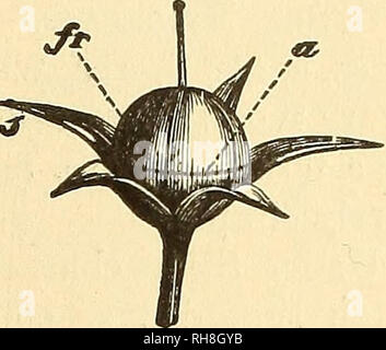 . Botany for high schools and colleges. Botany. Fig. 434.. Please note that these images are extracted from scanned page images that may have been digitally enhanced for readability - coloration and appearance of these illustrations may not perfectly resemble the original work.. Bessey, Charles Edwin, 1845- [from old catalog]. New York, H. Holt and company Stock Photo