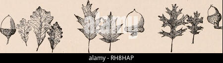 . Botany for secondary schools; a guide to the knowledge of the vegetation of the neighborhood. Plants. 344 THE KINDS OF PLANTS deep or shallow: acorn small, with a rather shallow and not fringed cup. The commonest species. Q. macrocarpa, Michx. Bur oak. Fig. 501. Leaves obovate, downy or pale on the lower surface, toothed towards the tips and irregularly and often deeply lobed toward the base: acorn cups heavily fringed on the margins: young branches corky. More common West. Q. Prinus, Linn. Chestnut oak. Fig. 502. Leaves rather long-obovate,. 503. Quercus bicolor. 504. Quercus rubra. 505. Qu Stock Photo
