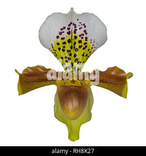 lady slipper orchid orchidaceae Stock Photo