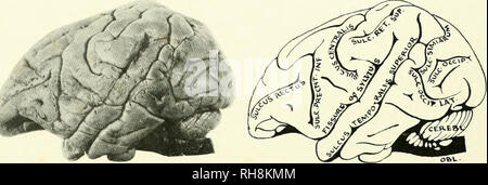 . The brain from ape to man; a contribution to the study of the evolution and development of the human brain. Brain; Evolution; Pongidae. 4i6 THE INTERMEDIATE PRIMATES more closely with the group here identified as intermediate primates. Cer- tainly, the superlicial appearance of the gibbon's cerebral hemisphere places between it and the more highly complex endbrain of the great anthropoid. FIG. 195. LEFT LATERAL SURFACE OF BRAIN, HYLOBATES HOOLOCK. [Actual Length, 73 mm.| Kev to Diagram, cerebl.. Cerebellum; obl., Oblongata; sulc. occip., Sulcus Occipitalis; SULC. occip. LAT., Sulcus Occipita Stock Photo