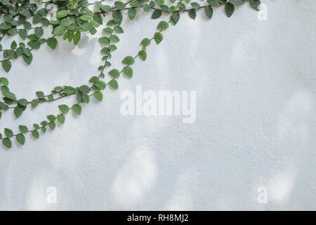 Tree branch with green foliage on old cement wall background. Stock Photo