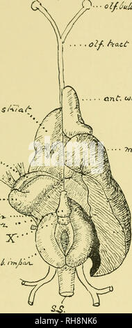 . Brain and body of fish; a study of brain pattern in relation to hunting and feeding in fish. Fishes -- Anatomy; Nervous system -- Fishes; Brain. THE CENTRAL ACOUSTIC LOBE 65 indirectly through the i:)iieiimatic bulb, but becomes vestigial in G^'ninarchus. The conformation of the brain in the Mormyrids has been, and still remains, a wonder to the naturalist, and a puzzle to the biologist and neurologist, so that the literature on the subject is large and ol/JuO- Coi/i. 1<U <ffil /.. in, V.C i'd.ujih^ v,C '/xJSt. U)ih(> VC. Fig. viii.—Brain of Mormyrus kannume after Burne. V.C.—Valv Stock Photo