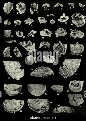 . Brachiopoda and biostratigraphy of the Silurian-Devonian Delorme Formation in the District of Mackenzie, the Yukon. Brachiopoda, Fossil; Paleontology; Paleontology; Paleontology. 183. Please note that these images are extracted from scanned page images that may have been digitally enhanced for readability - coloration and appearance of these illustrations may not perfectly resemble the original work.. Perry, David G. (David George), 1947-; Royal Ontario Museum. Toronto : Royal Ontario Museum Stock Photo