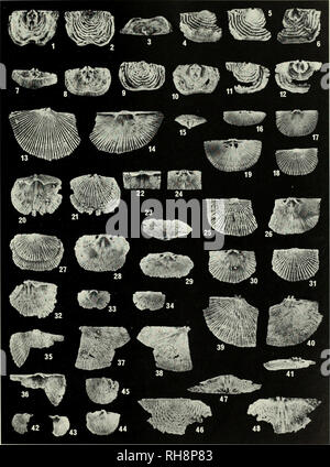 . Brachiopoda and biostratigraphy of the Silurian-Devonian Delorme Formation in the District of Mackenzie, the Yukon. Brachiopoda, Fossil; Paleontology; Paleontology; Paleontology. . Please note that these images are extracted from scanned page images that may have been digitally enhanced for readability - coloration and appearance of these illustrations may not perfectly resemble the original work.. Perry, David G. (David George), 1947-; Royal Ontario Museum. Toronto : Royal Ontario Museum Stock Photo