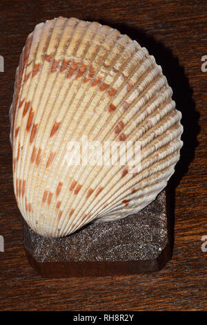 Ivory Colored Seashell with Pattern on Dark Wooden Background Stock Photo