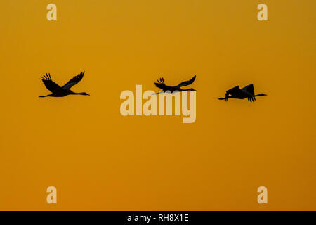 Cranes (Grus grus) in flight against orange sky of setting sun Stock Photo