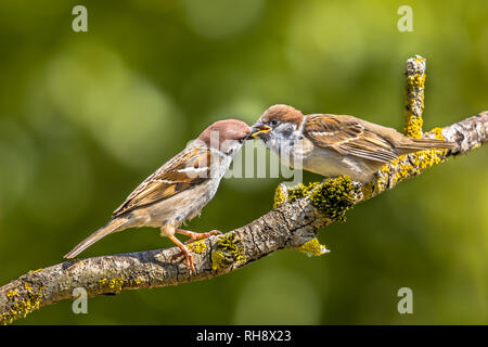 Eurasian tree sparrow (Passer montanus) parent feeding young bird on branch with green background Stock Photo