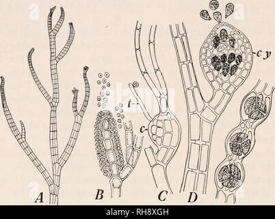 . Botany for agricultural students. Plants. 328 THALLOPHYTES the carpogoniuni and trichogyne. The pericentral cell, the large cell of the axis from which the carpogoniuni arises and the vege- tative cells, known as auxiliary cells, surrounding the carpogo- niuni take part in forming the cystocarp and are therefore con- sidered a part of the procarp. So in polysiphonia a procarp. Fig. 283. — Polysiphonia violacea. A, a part of a plant showing the branch- ing and multicellular character of the filament (X 75); B, a branch bearing antheridia, some of which have broken away (X 400); C, branch bear Stock Photo