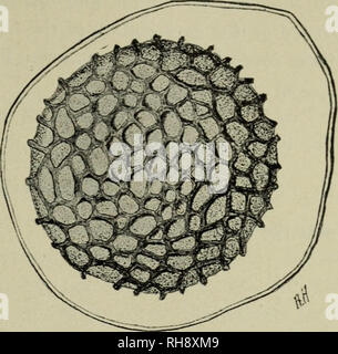 . Botany for high schools. Botany. FUNGI, WHITE RUST 259. Fig. 218. Ripe oospore of Peronospora aisinearum. Candida) is very common on the shepherd's purse, deforming the stems, leaves, flowers, and fruit. The mycelium is intercellular, and branched haustoria penetrate the cells. 419. Asexual stage.— The sporophores are short, are developed in great numbers, and crowded un- derneath the epidermis. These sporophores bear chains of spores (conidia; fig. 219), and the mass bursts through the epi- dermis, giving a white rusty appearance. The spores germinate by the formation of zoospores as in the Stock Photo