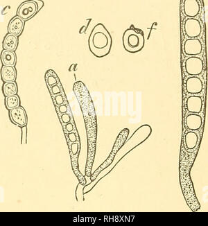. Botany for high schools and colleges. Botany. 298 BOTANY. a^cus (tlie so-called free cell formation). Usually there is a considerable quantity of the unused protoplasm left oyer after the jiscosDores are fully formed (Fig. 204, a, h, c). The usual number of ascospores is eight (Figs. 202, 203, 204), although in exceptional genera they range from one or two (Umbilicaria) to a hundred or more {Bactrospora, and other genera). They are frequently septate, sometimes being di- vided into two portions—e.g., PUyscia (Fig. 202)—or many, as in Gollema Urceolaria, etc. In the gymnocarpous lichens the a Stock Photo