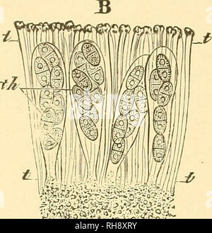 . Botany for high schools and colleges. Botany. I 296 BOTANY. examples, while of the latter Usnea, PJiyscia (Fig. 202) and Sticta (Fig. 201) may be taken as illustrations.. if:. Please note that these images are extracted from scanned page images that may have been digitally enhanced for readability - coloration and appearance of these illustrations may not perfectly resemble the original work.. Bessey, Charles Edwin, 1845- [from old catalog]. New York, H. Holt and company Stock Photo