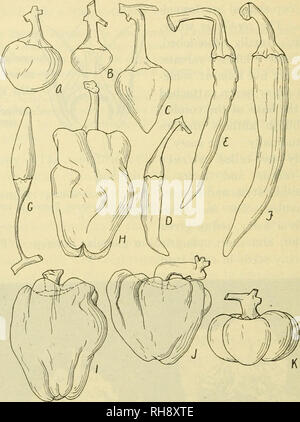 . The botany of crop plants; a text and reference book. Botany, Economic. 594 BOTANY OF CROP PLANTS Geographical.—This species has iieer Ijeen found wild. But it is quite well established that the entire genus Capsifum had its origin in tropical America.. Fig. 243.—Fruits of peppers (Capsicum annuum). A, Oxheart (C. annuum cerasiforme); B, Cherry (C. annuum cerasifera); C, Celestial (C. an- nuum abbreviatum); D, Chilli (C. annuum acuminatum); E, Long Cayenne (C. annuum acuminatum); F, Long Yellow (C. annuum longum); G, tabasca (C. annuum conoides); H, Sweet Spanish (C. annuum grossum); I, Rub Stock Photo
