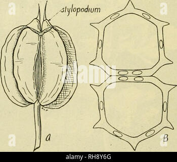 . The botany of crop plants; a text and reference book. Botany, Economic. 538 BOTANY OF CROP PLANTS primary ribs are thread-like, while the lateral ribs are expanded into broad, flat wings, with those of the two mericarps con- tiguous. The oil tubes are solitary in the intervals; there are four on the dorsal side and two to four on the commissural side. The olive-green seeds are flattened dorsally. The seeds are very short-Hved. Geographical.—The wild parsnip, Paslinaca saliva, from which our culti- vated varieties are derived, is a native of Europe. This wild form has be- come naturalized in  Stock Photo