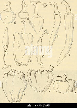 . The botany of crop plants; a text and reference book. Botany, Economic. 594 BOTANY OF CROP PLANTS Geographical.—This species has never been found wild. But it is quite well established tiiat the entire genus Capsinim had its origin in tropical America.. Fig. 243.—Fruits of peppers (Capsicum annuum). A, Oxheart (C. annuum cerasiforme); B, Cherry (C. annuum ccrasifera); C, Celestial (C. an- nuum abbreviatum); D, Chilli (C. annuum acuminatum); E, Long Cayenne (C. annuum acuminatum); F, Long Yellow (C. annuum longum); C, tabasca (C. annuum conoides); //. Sweet Spanish (C. annuum grossum); /.Ruby Stock Photo
