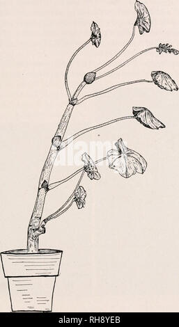 . Botany for agricultural students. Plants. EXPOSURE TO LIGHT 243. Fig. 228. — Geranium growing near a window, toward wliich it is bending and thereby bringing the leaves in a better position in reference to light. three kinds of tissues. First, there are the conductive tissues which bring the water and mineral salts to the leaf and carry- away the manufactured foods. Second, there is the protective tissue consisting of epidermis which protects the delicate tissues within the leaf against drying, intense light, the entrance of destructive organisms, and to some extent gives rigidity to the. Pl Stock Photo