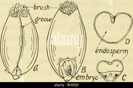 Fallopia Spp Seeds Cross section through a seed grain of Black Bindweed or Climbing ...