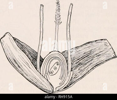 . Botany for agricultural students. Plants. CELL MULTIPLICATION 125 the ...
